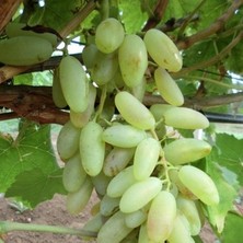 Çiçek Life Hatun Parmağı Üzüm Fidanı Tüplüdür 2 Yaş