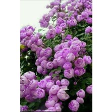 Estemes Botanik 2 Adet Gül Fidanı Lila Tüplü Kokuku Yediveren