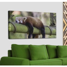 Dünyatablo Kırmızı Panda Dekoratif Kanvas Tablo 1140