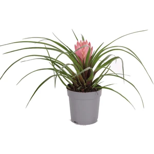 Tillandsia Cyanea 20-25CM (Hava Bitkisi)