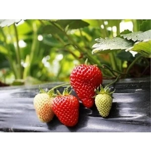 Ucuzluk Diyarı 140 Adet Albion ( Yediveren ) Kokulu Çilek Fidanı Açık Kök ve Taze Söküm ( Frigo )