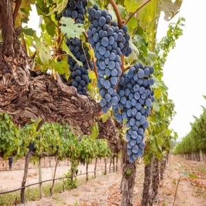 Ucuzluk Diyarı Merlot ( Şaraplık ) Üzüm Fidanı Tüplüdür 2 Yaş