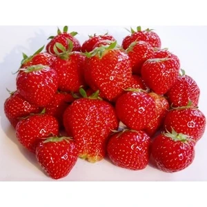 Ucuzluk Diyarı 250 Adet Albion ( Yediveren ) Kokulu Çilek Fidanı Açık Kök ve Taze Söküm ( Frigo )