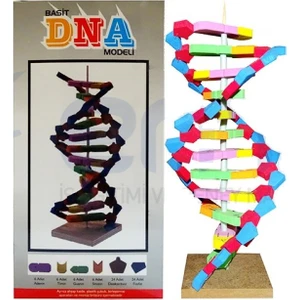Okul Store Proje Ödevi: Basit Dna Modeli Yapalım