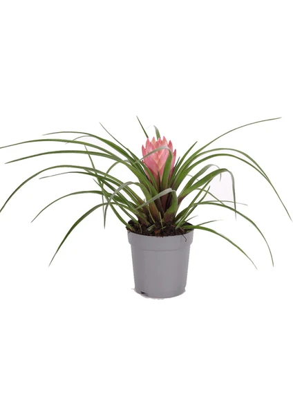 Tillandsia Cyanea 20-25CM (Hava Bitkisi)