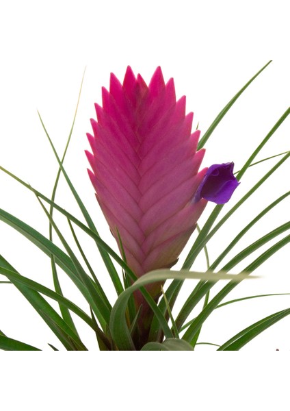 Tillandsia Cyanea 20-25CM (Hava Bitkisi)