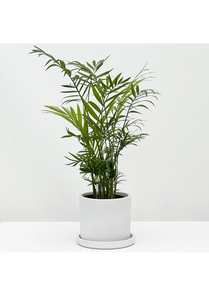 Dağ Palmiyesi - Ruby Beyaz Saksılı 30-40cm Chamaedorea Elegans