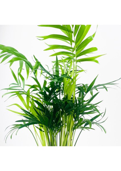 Dağ Palmiyesi - Ruby Gri Saksılı 30-40cm Chamaedorea Elegans fiyatları