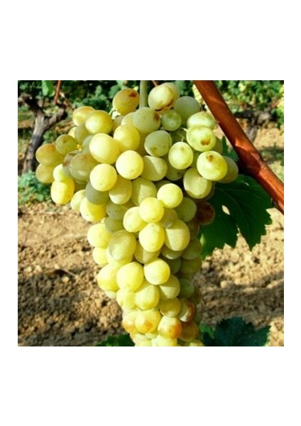 Yalova Incisi Üzüm Fidanı Tüplüdür 1,5 Yaş