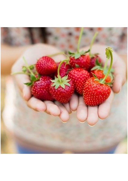 60 Adet Albion ( Yediveren ) Kokulu Çilek Fidanı Açık Kök ve Taze Söküm ( Frigo )