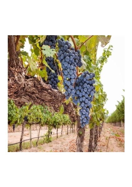 Merlot ( Şaraplık ) Üzüm Fidanı Tüplüdür 2 Yaş