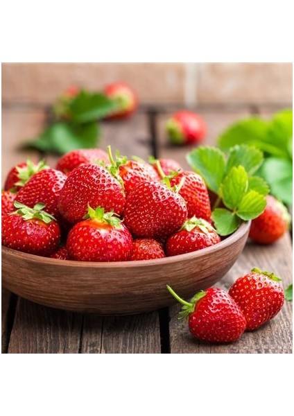 95 Adet Albion ( Yediveren ) Kokulu Çilek Fidanı Açık Kök ve Taze Söküm ( Frigo )