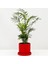 Dağ Palmiyesi - Ruby Kırmızı Saksılı 30-40cm Chamaedorea Elegans 1