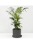 Dağ Palmiyesi - Ruby Gri Saksılı 30-40cm Chamaedorea Elegans 1