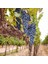 Merlot ( Şaraplık ) Üzüm Fidanı Tüplüdür 2 Yaş 1
