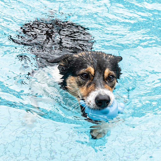 Liruikangg Köpek Eğitim ve Aktivite Oyuncakları (Yurt Fiyatı