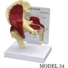 Miyang Kalça Eklemi Maketi Kas, Tendon Eklem Modeli Model 34