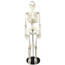 Miyang Iskelet Maketi 85 cm Sadece Iskelet Modeli Model 1
