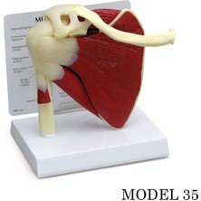 Miyang Omuz Eklemi Maketi Kas, Tendon Eklem Modeli Model 35
