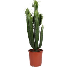 Fintarla Euphorbia Acrurensis 80-100 cm Afrika Süt Ağacı Büyük Kovboy Kaktüs