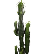 Fintarla Euphorbia Acrurensis 80-100 cm Afrika Süt Ağacı Büyük Kovboy Kaktüs