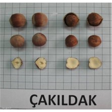 Şanguloğlu Tarım Tüplü Fındık Fidanı Çakıldak 3 Yaş
