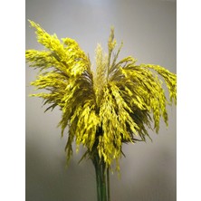 Alyones 8'li Büyük Demet Pampas Sarı 100CM Boyunda