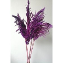 Alyones 8'li Büyük Demet Pampas Mor 100CM Boyunda