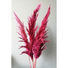 Alyones 8'li Büyük Demet Pampas Koyu Fuşya 100CM Boyunda