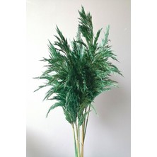 Alyones 8'li Büyük Demet Pampas Zümrüt Yeşil 100CM Boyunda