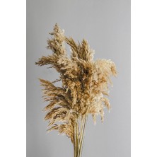 Alyones Kuru Çiçek 10'lu Büyük Demet Pampas 100CM Doğal Renk