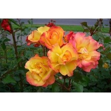 Çiçek Life 3 Adet Yediveren Nar Çiçeği Gül Fidanı Saksılıdır