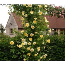 Çiçek Life 3 Adet Sarmaşık Sarı Renk Gül Fidanı