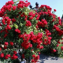 Çiçek Life 3 Adet Sarmaşık Kırmızı Renk Gül Fidanı Saksılıdır