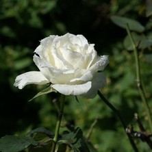 Ucuzluk Diyarı Yediveren Beyaz Renk Gül Fidanı Saksılı