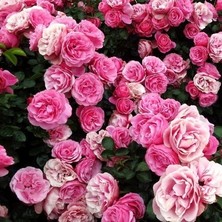 Ucuzluk Diyarı Sarmaşık Pembe Gül Fidanı Saksılıdır