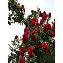 Ucuzluk Diyarı 2 Adet Sarmaşık Kadife Gül Fidanı Saksılsır