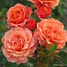 Ucuzluk Diyarı 3 Adet Yediveren Yavruağzı Gül Fidanı Saksılıdır