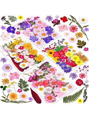 Charge 140 Pcs Kurutulmuş Preslenmiş Çiçekler Için Reçine Gerçek Preslenmiş Çiçekler Kuru Yapraklar Toplu Doğal Otlar Kiti Için Scrapbooking Dıy Sanat El Sanatları