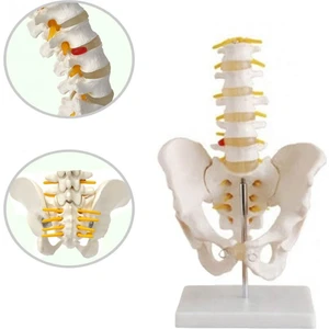 Pelvis Leğen Maketi Model 31