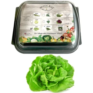 Kid Marul Çimlendirme Kiti