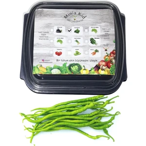 Minia Kid Kıl Tatlı Sivri Biber  Çimlendirme Kiti