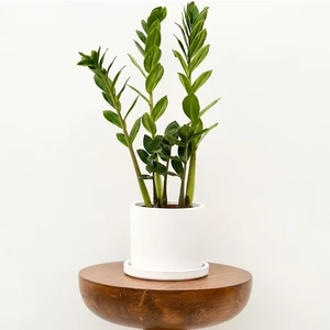 Fidan Burada Zamia Zamioculcas Ruby Beyaz Saksılı 30-40cm