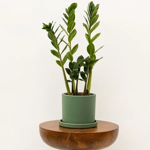 Fidan Burada Zamia Zamioculcas Ruby Yeşil Saksılı 30-40cm