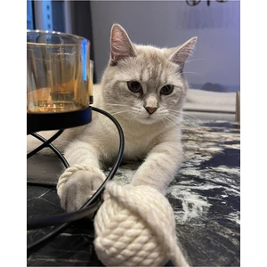 7-24 AVM Avm Makromeden Ipli Kedi Oyuncağı / Topu