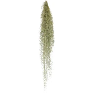 Tillandsia Usneoides - Hava Bitkisi Air Plant 150 cm