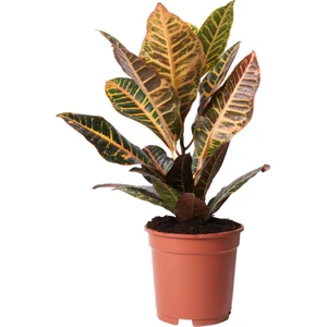 Croton Petra 35-45CM (Kraton Bitkisi) Ev Bitkisi Ofis Bitkisi Salon Bitkisi