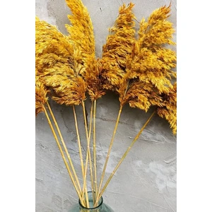 8'li Büyük Demet Pampas Sarı 100CM Boyunda