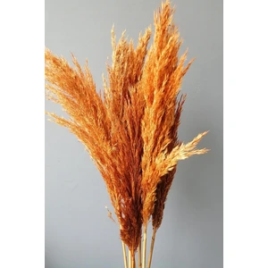 8'li Büyük Demet Pampas Turuncu 100CM Boyunda