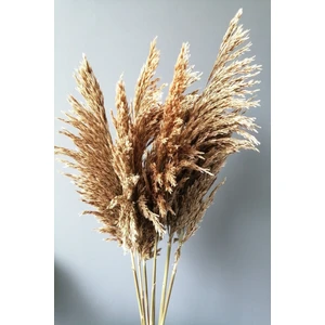 Kuru Çiçek Pampas 7 Adet  100 cm Boy